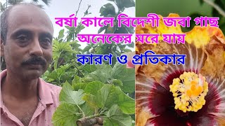 বর্ষা কালে বিদেশী জবা গাছ ভাল রাখার জন্য কি কি করবেন আর কি কি করবেন না সহজ করে বোঝালেন অমিত দা।