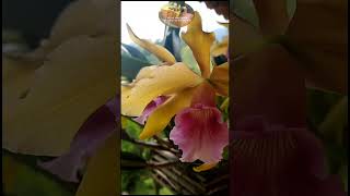 ORQUÍDEA LAELIA TENEBROSA - RECANTO SOSSEGO #orquídea #plantas #flores #natureza #roça #shorts