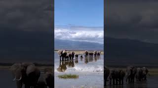 Elephant caravan enroute 🐘 #wildlife #elephant #beautiful #animals