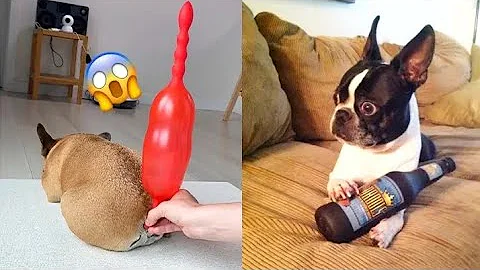 Video 10130321: animals funniest cats dogs, cats dogs best funniest, funniest cats dogs funny