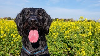 Do Labradoodles Shed?