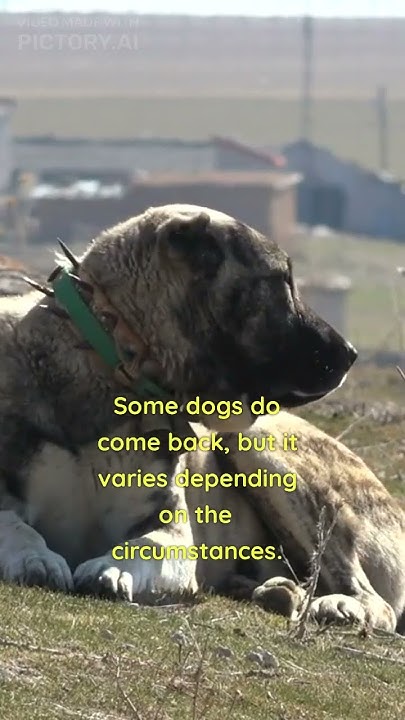 why-does-dogs-run-away-from-home-and-do-they-ever-come-back-dog