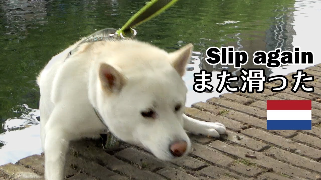 柴犬柿丸 何度踏み外しても学ばない犬 オランダ 環境音 4k Kaki Maru The Shiba Inu Youtube