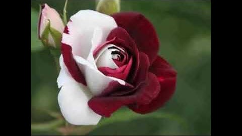 تكرار سورة العاديات بصوت هزاع البلوشي صوت رائع تبارك الله..♡