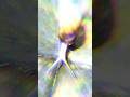 Slow Motion Nature: Giant Snail on Morning Rocks #shorts