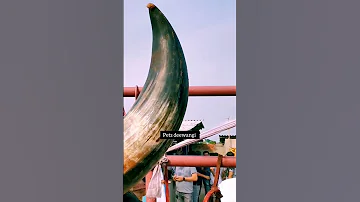 Biggest Bahubali Kankrej Gowalbari 2022 From Hossain Dairy Farm Gowalbari Shorts Trending 