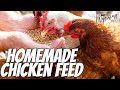 Quick and Easy Chicken Feed for Any Size Farm