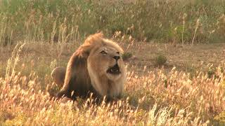 The Powerful Roar Of A Big Male Lion