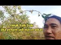 cara trik mikat burung sogok ontong yang susah turun kepulut