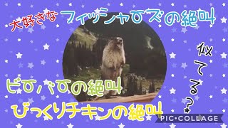 大好きなフィッシャーズさんの絶叫 ビーバーの絶叫 びっくりチキンの絶叫 似てる バラエティ速報 大好きなフィッシャーズさんの絶叫 ビーバーの絶叫 びっくりチキンの絶叫 似てる バラエティ速報