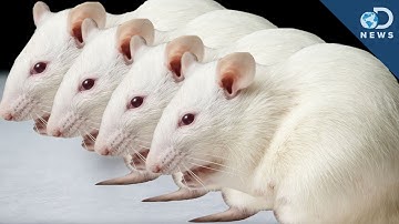 How Many Times Can You Clone a Clone?