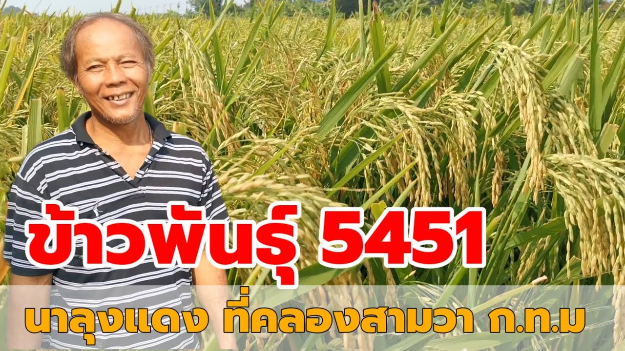 #ข้าวพันธุ์​5451​ใกล้วันเกี่ยวแล้วครับ​ ติดตามชมนะครับ นาลุงแดง​ ที่คลองสามวา​0871127848​ข้าวฟ่าง​