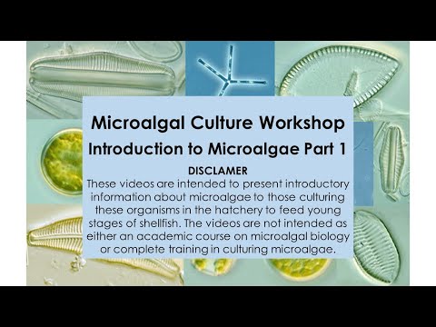 2 Microalgal Culture Workshop Introduction to Microalgae