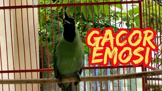 DALAM HITUNGAN detik cucak ijo BAKALAN pasti langsung IKUT GACOR dan EMOSI