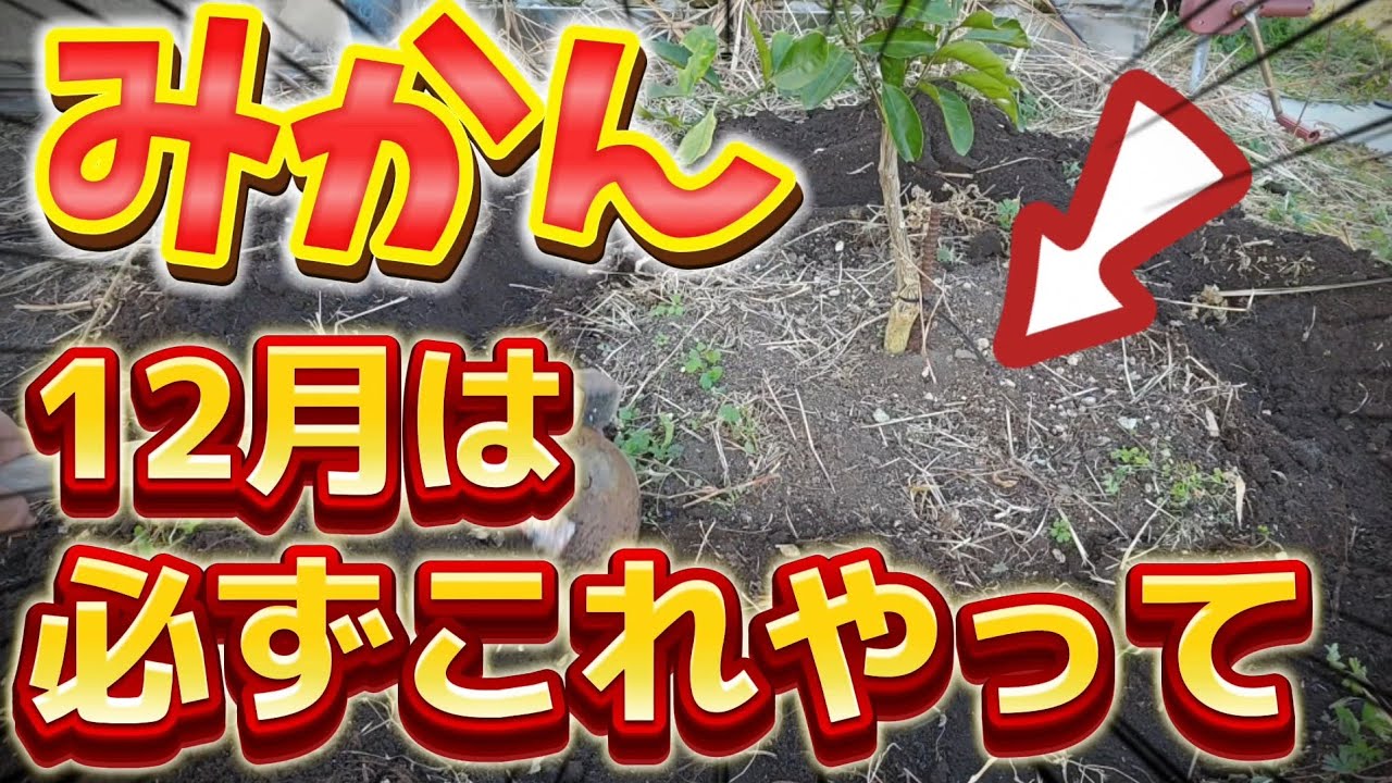 Apple - みかんとなります mqdefault.jpg