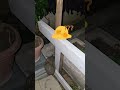 【トルコの動物】429  ハリネズミ現る!/Hedgehog night walk(2024) #トルコ #hedgehog#ハリネズミ