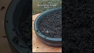 Membuat Mame Bonsai Kelapa Part 2 #bonsaikelapa #coconutbonsai #cocobonsai