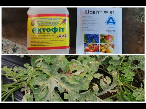 Видео: Лечение мучнистых листьев на растениях арбузов: узнайте о мучнистой росе на арбузах