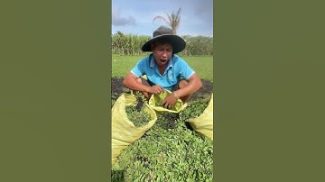 Hành Trình Trồng Và Vận Chuyển Cỏ Lá Gừng Thái P2 | Anh Hoa - Làng Hoa Trăm Tuổi #shorts