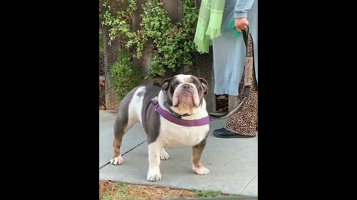 Owner spots his English bulldog on a walk and stops to talk to him. - DayDayNews