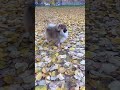 Вегас ф. Ротен Блитц