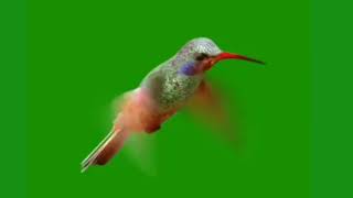 Fly Bird Green ScreenEffect Template for 2020 greenscreen video Kinemaster