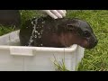 Pirmosios begemoto maudynės Berlyno zoologijos sode