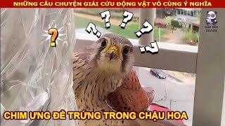 Chim Ưng đẻ trứng trong chậu hoa may mắn gặp Chủ Nhà tốt bụng || Review Con Người Và Cuộc Sống