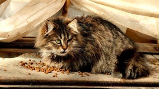 Fluffy one-eyed cat