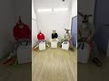 ライブでもお馴染み『パイレーツオブカリビアン 🏴‍☠️』3人ver😎✌️ #shorts #彼こそが海賊