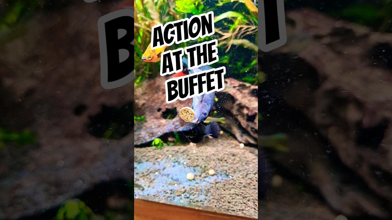 It's ACTION TIME at the Breakfast Buffet #exoticaquariumfish #fishtank #aquarium #aquariumfish
