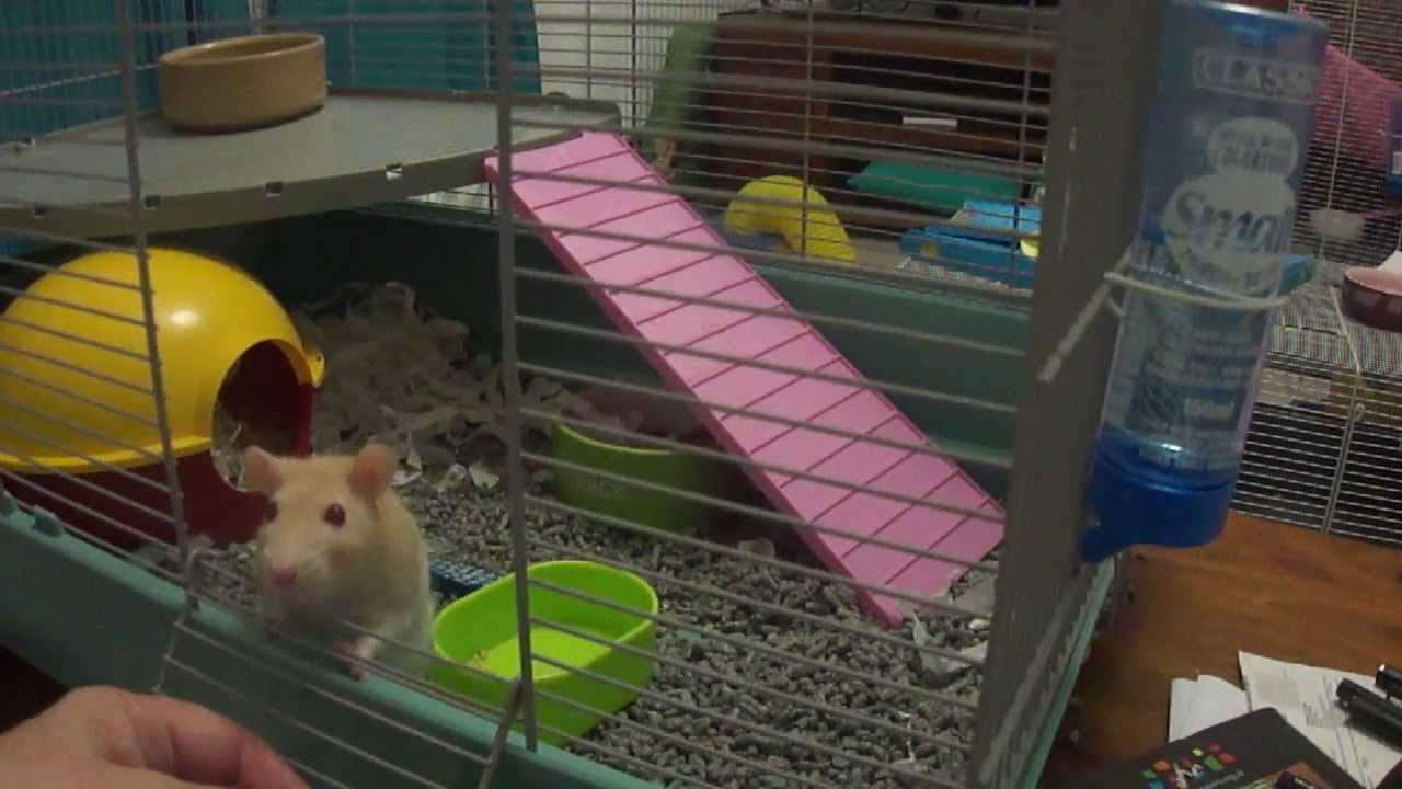 camera iphone 8 plus apk Losing Ginny and Giving Your Rats Antibiotics Without Upsetting Them with Molly.