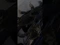 Crabbing #fishing #crab #food #shortvideo #shorts #short #shortsfeed #shortsvideo #crabs #boating