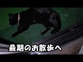 愛猫が最期の夜に見せた行動