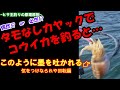 【釣り】香川県瀬戸内海で釣るコウイカ。タモなしで頑張る 墨に気をつけなはれや編 byカヤックフィッシング