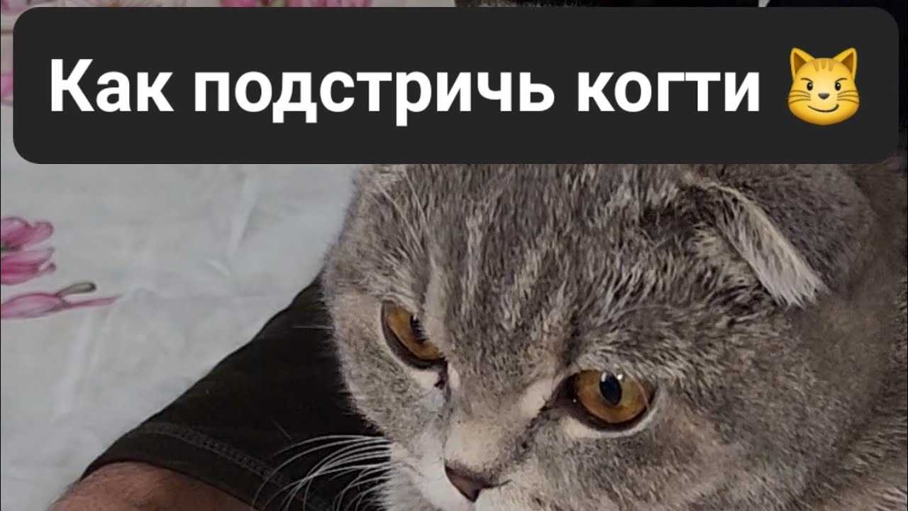 КАК ПОДСТРИЧЬ КОГТИ КОШКЕ, }  HOW TO TRIM CAT'S CLAWS,