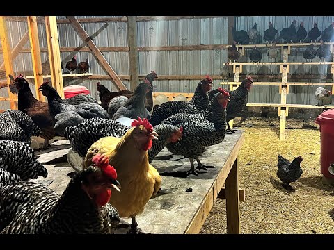 How To Train Free Range Chickens To Return To Your Coop Every Night