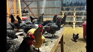 How To Train Free Range Chickens To Return To Your Coop Every Night