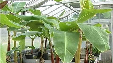 Nuclear Science for Food Security