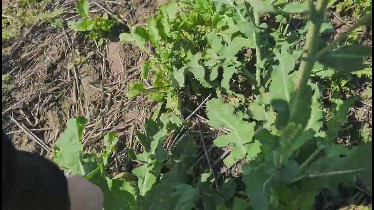 Озимая горчица. Сам виноват. No - till 24.04.2023 - YouTube