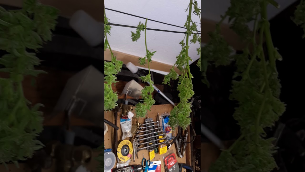 Back woods grow techniques