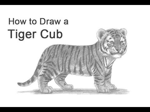 Video: How To Draw A Tiger Cub