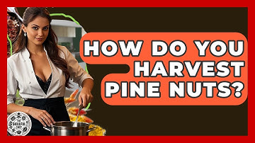 How Do You Harvest Pine Nuts? - The Skillful Chef