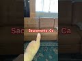 Sofa Fix in Seconds! 🛋️🔧Quick sofa leg repair by Number2project in Sacramento! #SofaRepair#diy