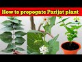 Howtopropagateparijatplant #shiuli #Harshringar #Night-floweringJasmine #parijat #Plant #Propagation