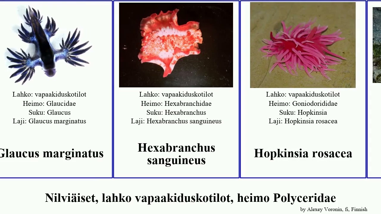 Nilviäiset, lahko vapaakiduskotilot, heimo Polyceridae capensis janolus okenia major rosacea rosea