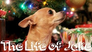 Meet My Chihuahua | The Life Of Jake