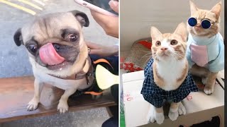 Baby Animals 🔴 Funny Cats and Dogs Videos Compilation (2020) Perros y Gatos Recopilación #43 by night4217 1,019 views 3 years ago 3 minutes, 35 seconds