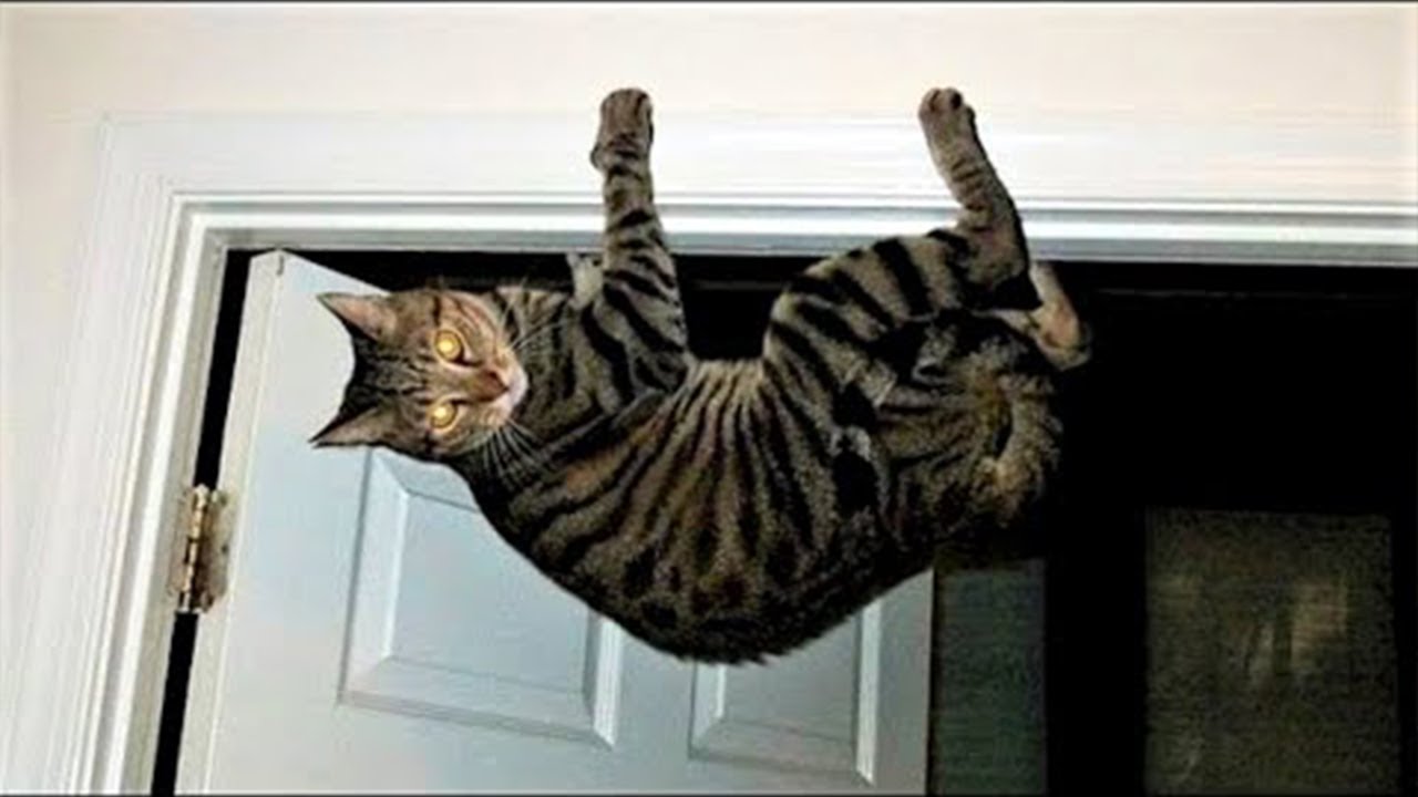 ⁣Cats With Zero Brain Activity 😂 Funniest Cats Videos 2025 😹 Part 45