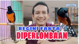 fakta lomba murai batu ekor hitam dan murai batu balak ketika diperlombaan